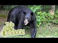 Managing Black Bears