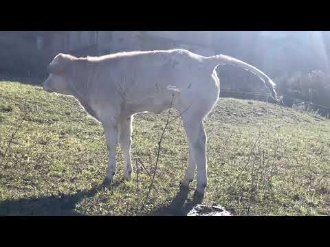 Mandria mucche razza Piemontese Brieis Marmora #vallemaira