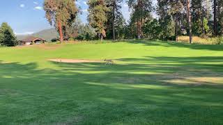 【カナダの野生動物】Coyote コヨーテ