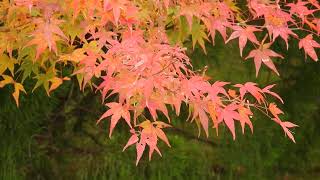 Sorrow in Autumn 秋の哀愁***【4K/30fps】-2024/11/16-