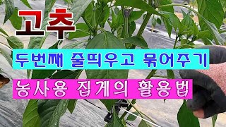 [텃밭농부 1,494]  고추에 두번째 줄 띄우고 묶어주는 방법. 수평집게의 활용