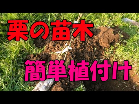 アルデシュ州の地面に落ちた栗