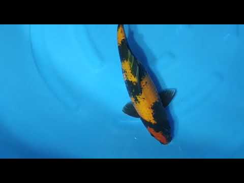 B 3676 04 HIUTSURI 43CM FEMALE OGATA 1JUTA