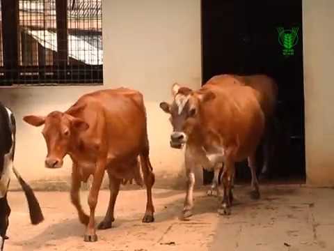 Complete Feed Block Kannada