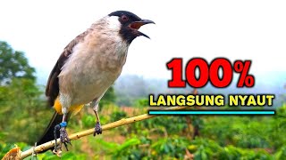 Download lagu Suara Burung Kutilang Gacor Juara Untuk Pikat Dan Pancingan Cepat Bunyi mp3