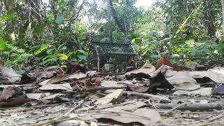 Download lagu #pakcu murai buluh mp3 Download lagu #pakcu murai buluh mp3