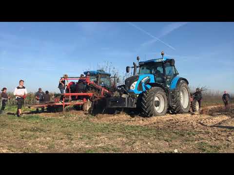 [2018r.] - wykopywanie drzewek ze szkółki - Gospodarstwo Szkółkarskie Andrzej i Szymon Nowakowscy