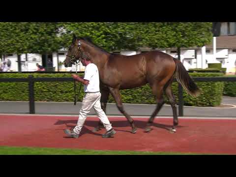 2021 August Yearling Sale - Lot 234 c. AL WUKAIR x MONEY TIME