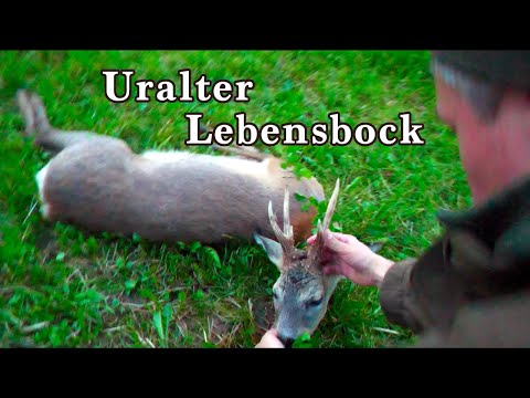 Wie ich fast meinen Lebensbock verloren hätte - Jagdgefühle am Limit