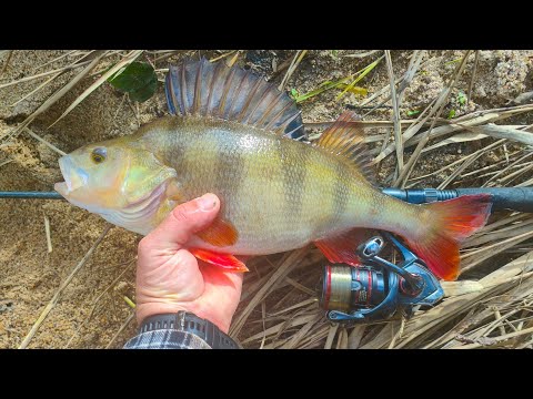 Monster Perch Fishing, Catching Big Redfin With Lures