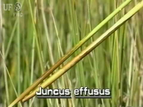 download lagu mp3 mp4 Juncus, download lagu Juncus gratis, unduh video klip Juncus