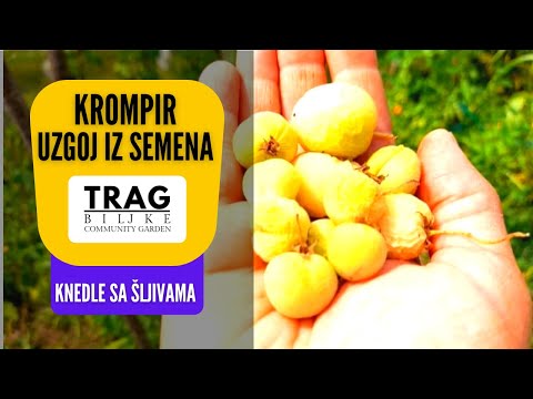 POTATO GROWING FROM SEED (2022) [TRACE OF THE PLANT]