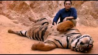 preview picture of video 'Touching Tigers in Tiger Temple, Kanchanaburi, Thailand'