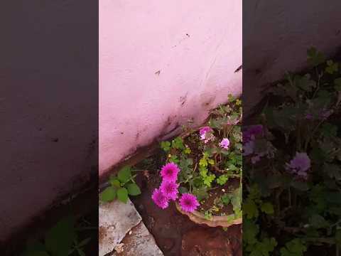 💮 #samanthi #flowers #natureflowers #nature #naturephotography #naturepictures #love #flowergarden