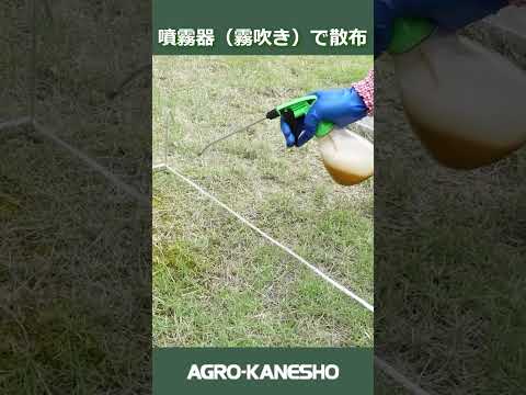 芝生のコケとの戦いに成功する トピックス