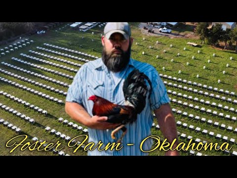 Kelso Yellow leg Grey - FOSTER FARM - Oklahoma