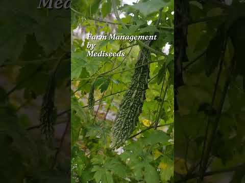 Crop Protection Consulting Services, Tn, India