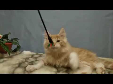 Nargis, MCO, male 18 October 2021