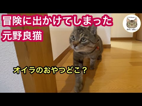 野良猫の特徴と好奇心
