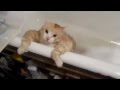 Fat Cat Tries To Escape Bath
