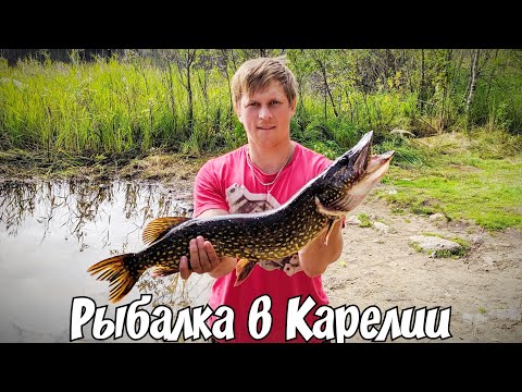 Рыбалка в Карелии. Ловля щуки и окуня на спиннинг. Медвежьегорский район.
