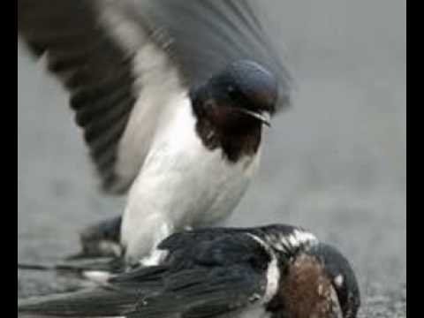 Dj DeLiveRDi TeHLikeLi Madde Mc SerKaN  2008 2009