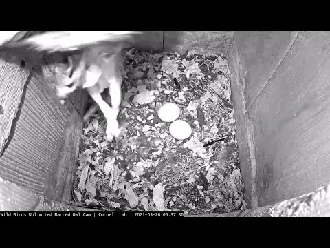 Female Barred Owl Reveals Eggs During Squirrel Retrieval – March 26, 2021