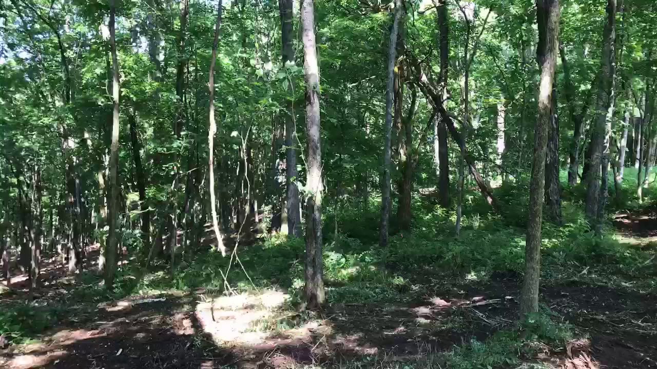 Franklin, Tennessee Forestry Mulching