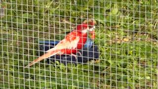 bain de mes perruches dans la voliere