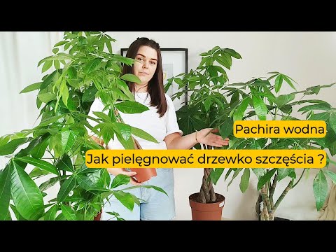 Water Pachira: How to Grow and Care for a Money Tree? Practical Tips and Tricks.