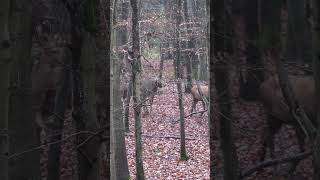 Drückjagden in Deutschland auf www.hunt-on-demand.com!