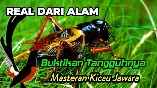 Download lagu AUDIO MASTER JANGKRIK UNTUK MURAI BATU, KACER, CUCAK IJO DAN BURUNG KECIL mp3