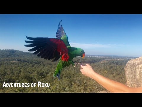 Eclectus & Major Mitchell Parrot Free Flying