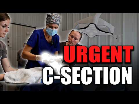 An Unexpected Surgery | Horse Shelter Heroes - S7E7