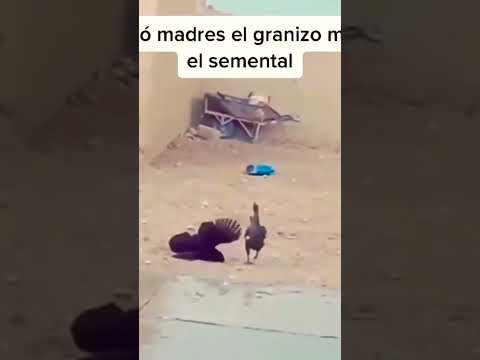 Aguas con el granizo 🥴😂#humor #gallos