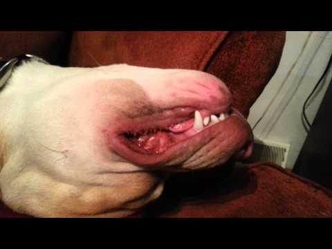 Let sleeping dogs lie