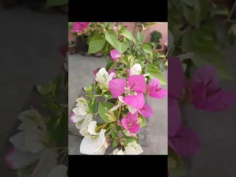 #gardening #short #shortvideo #flowers #garden #variegatedplants #bouganvillea  #bouganville