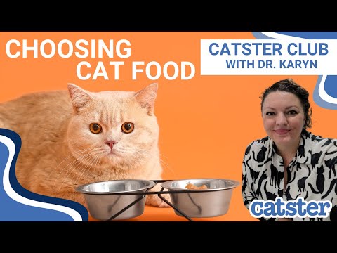 How To Choose Cat Food (Vet explains)