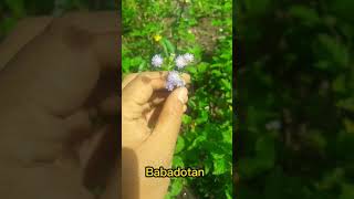 Download lagu Mengenal Tanaman Babadotan atau Wedusan atau Bandotan mp3