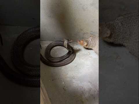 nelva Cobra ki ladai