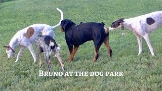 Rottweiler at the dog park |18