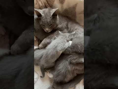 Kittens - Male or Female (How to tell the sex of a kitten)