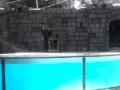 El Oso Marino Del Zoo