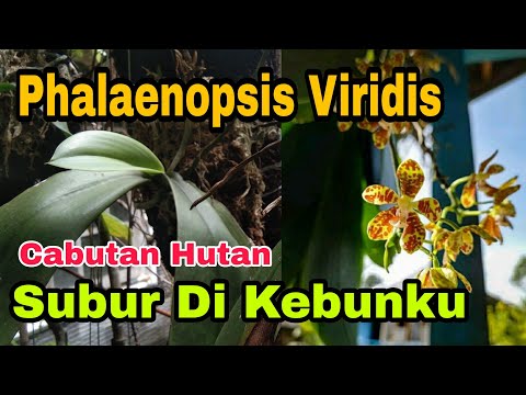 , title : 'Cara Merawat Anggrek Bulan Phalaenopsis Viridis Cabutan Hutan Supaya Subur'