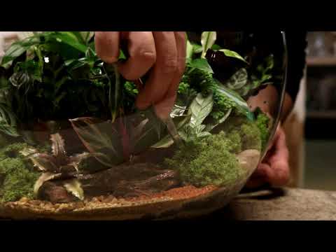 Welcome to Amazônia