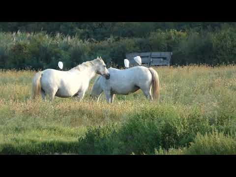 A Superb Wildlife Experience in Friuli Venezia Giulia: The Nature Reserve of Isola della Cona