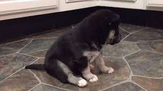 Video preview image #1 Alaskan Klee Kai Puppy For Sale in WINCHESTER, OH, USA