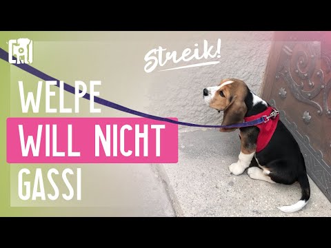 Welpe will nicht Gassi gehen - so hilfst du deinem Welpen!