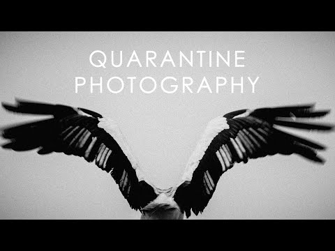 Wildlife photography during a mandatory quarantine