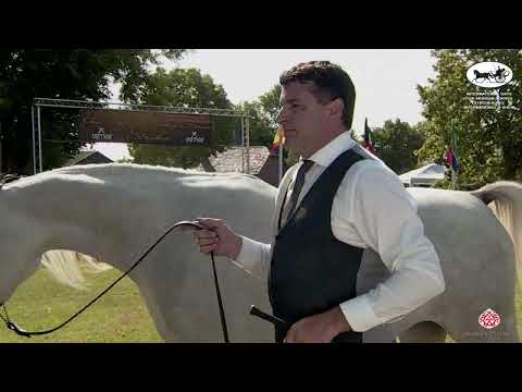 Int  Days for AH  Ströhen 2022 International B Show   Class E